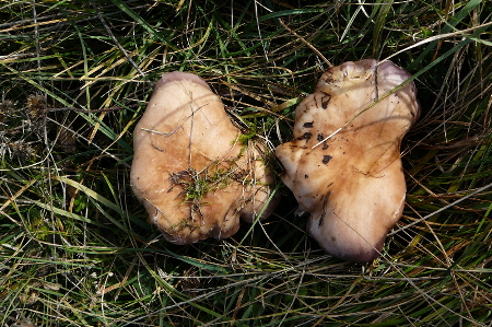 lepista nuda scolorita